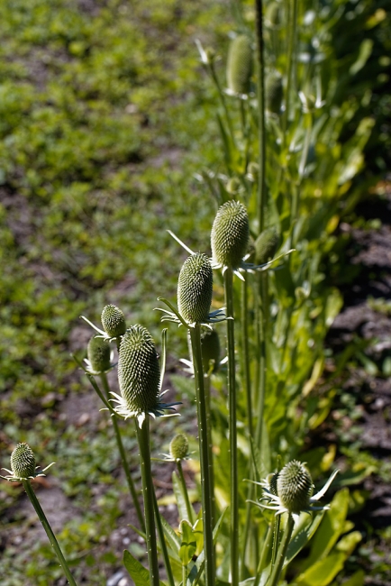 Jardin Botanique de la Bastide-026